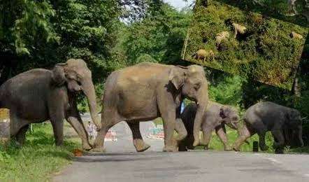 చిత్తూరు జిల్లాలో ఏనుగుల హల్చల్..