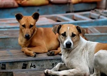Street Dogs Attack:మరో ఘోరం… కుక్కల దాడిలో పసికందు మృతి 