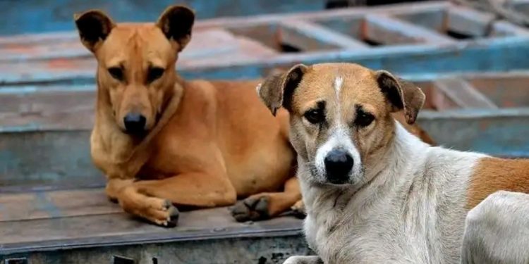 Street Dogs Attack:మరో ఘోరం… కుక్కల దాడిలో పసికందు మృతి
