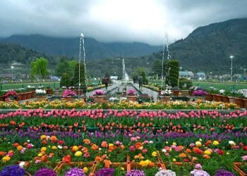 Srinagar Tulip Garden : శ్రీనగర్ లో తులిప్ పుష్పవనం (ఫోటోలు)..