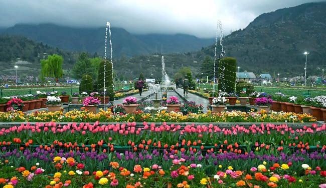 Srinagar Tulip Garden : శ్రీనగర్ లో తులిప్ పుష్పవనం (ఫోటోలు)..