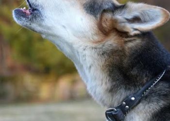 Dogs Crying: కుక్కలకు నిజంగా ఆత్మలు కనిపిస్తాయా, అందుకే అవి రాత్రిపూట ఏడుస్తాయా..!