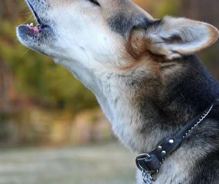 Dogs Crying: కుక్కలకు నిజంగా ఆత్మలు కనిపిస్తాయా, అందుకే అవి రాత్రిపూట ఏడుస్తాయా..!