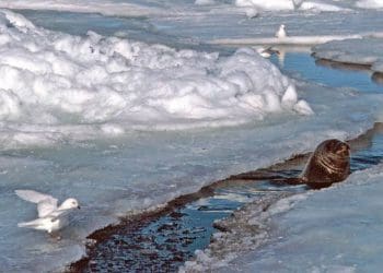 Interesting Facts : గడ్డ కట్టిన నీటిలో కూడా అందులోని జీవులు ఎలా బతికుంటాయి..!?