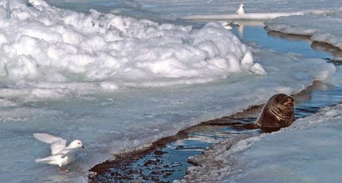 Interesting Facts : గడ్డ కట్టిన నీటిలో కూడా అందులోని జీవులు ఎలా బతికుంటాయి..!?