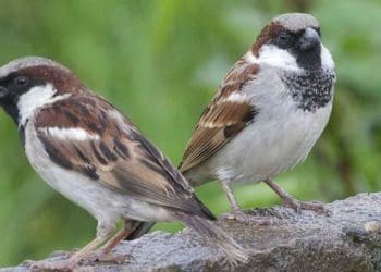 Vastu Tips : ఇంట్లోకి పిచుకలు రావడం శుభమా.. అశుభమా..!?