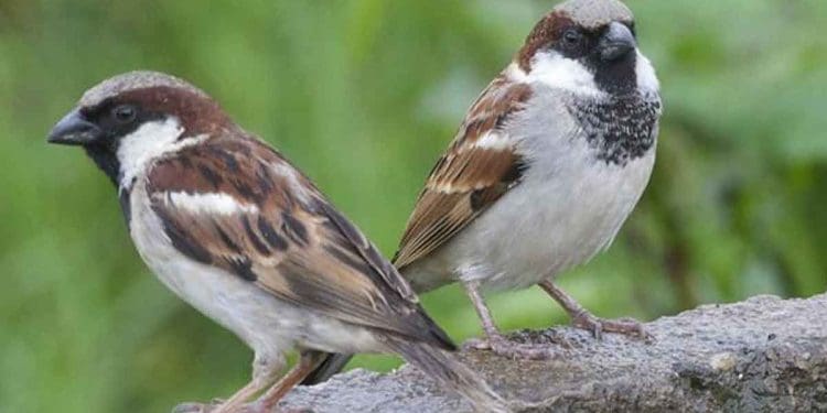 Vastu Tips : ఇంట్లోకి పిచుకలు రావడం శుభమా.. అశుభమా..!?