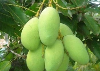 Benefits of Raw Mangoes : పచ్చి మామిడితో ఎన్ని ప్రయోజనాలు తెలిస్తే.. మిస్ అవకుండా తింటారు..