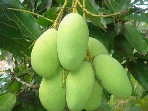 Benefits of Raw Mangoes : పచ్చి మామిడితో ఎన్ని ప్రయోజనాలు తెలిస్తే.. మిస్ అవకుండా తింటారు..