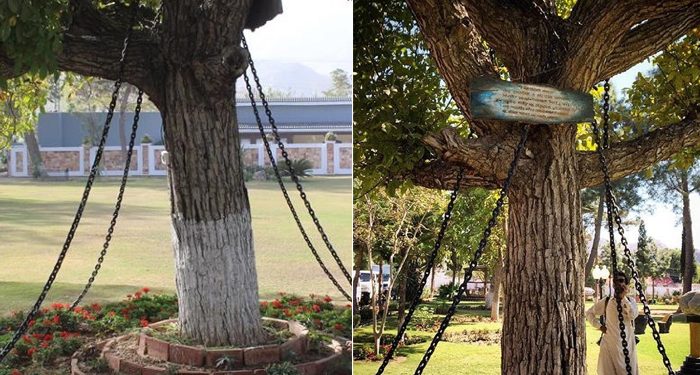 Interesting Fact about BanyanTree :125 సంవత్సరాలుగా శిక్ష అనుభవిస్తున్న చెట్టు.. ఎక్కడో తెలుసా..!?