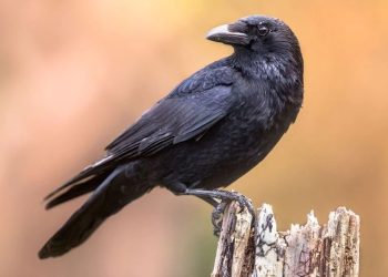 Crow : కాకి కనిపిస్తే ఈ మంత్రం జపించండి.. మీ దశ మారిపోయినట్టే..!