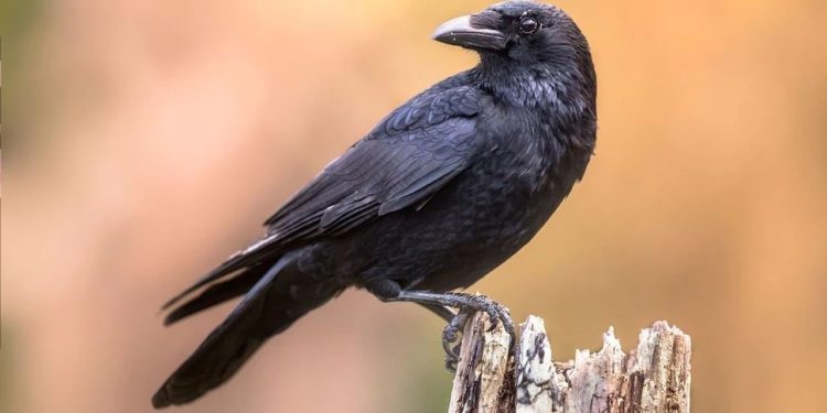 Crow : కాకి కనిపిస్తే ఈ మంత్రం జపించండి.. మీ దశ మారిపోయినట్టే..!