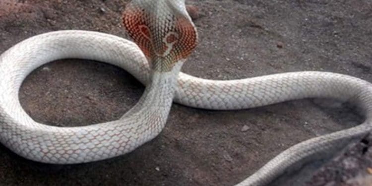 White Cobra : శ్వేతనాగు పగపడుతుందా..!?