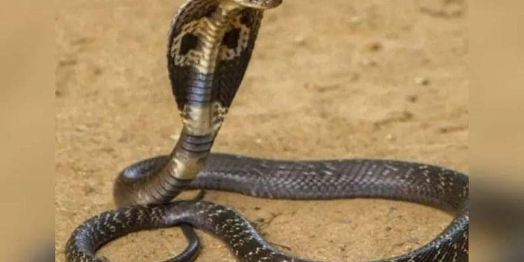 Snakes : ఈ రంగు పాములు మీ కలలోకి వస్తున్నాయా..!?