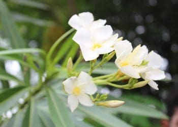 Vastu Tips about Ganneru Tree : గన్నేరు పూలతో లక్ష్మీదేవినీ పూజిస్తే..మీకు వచ్చే ధనలాభాన్నీ ఎవరూ ఆపలేరు..!