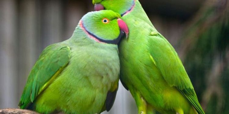 Parrots : మీ ఇంట్లో రామచిలుకలు పెంచుతున్నారా.. అయితే ఈ నిజాలు తెలుసుకోండి..