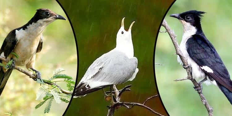 Chakora Pakshi : వర్షపు నీటిని మాత్రమే తాగే ఈ పక్షి గురించి మీకు తెలుసా..!?