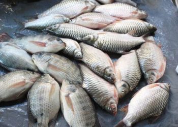 Mrigashira Karte : మృగశిర కార్తె వచ్చేసింది.. ఈరోజు చేపలకు గిరాకే..గిరాకీ..