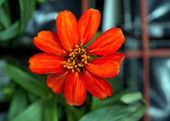 The First Flower in Space : అంతరిక్షంలో పూసిన మొదటి పువ్వు.. అద్భుతం చేసారుగా..!