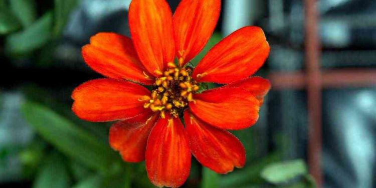 The First Flower in Space : అంతరిక్షంలో పూసిన మొదటి పువ్వు.. అద్భుతం చేసారుగా..!