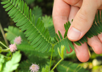 Plants : మొక్కలకు స్పర్శ కూడా ఉంటుంది అంటా.. ఈ అద్భుతం గురించి మీరు తెలుసుకోండి..!