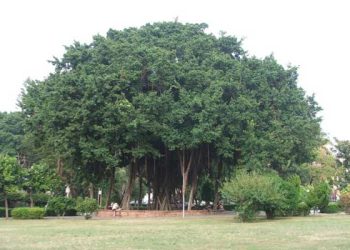 Banyan Tree : ఆ చెట్టు వయసెంతో తెలిస్తే.. ఆశ్చర్యానికి గురికాక తప్పదు ..!