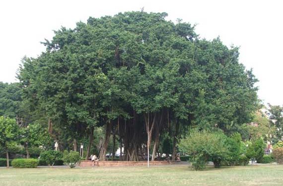 Banyan Tree : ఆ చెట్టు వయసెంతో తెలిస్తే.. ఆశ్చర్యానికి గురికాక తప్పదు ..!