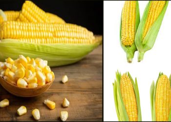 Corn : మొక్కజొన్న పొత్తులతో ఇన్నీ ఉపయోగలా..!
