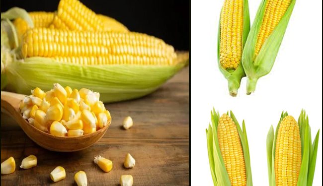 Corn : మొక్కజొన్న పొత్తులతో ఇన్నీ ఉపయోగలా..!