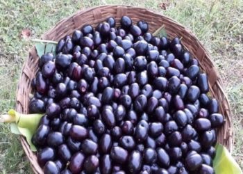 Apricots : అల్లనేరేడు పండ్లు సీజన్ అని తినేస్తున్నారా..?