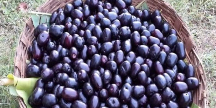 Apricots : అల్లనేరేడు పండ్లు సీజన్ అని తినేస్తున్నారా..?