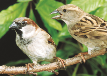 Divorce of Birds : మనుషుల్లాగే, పక్షులు కూడా చేస్తున్నాయిగా.. నమ్మలేని నిజం..!