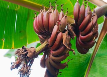 Red Banana : ఎర్రటి అరటిపండుతో లాభాలు తెలిస్తే.. తినకుండా ఉండలేరు..