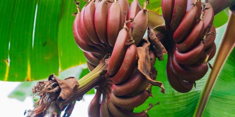 Red Banana : ఎర్రటి అరటిపండుతో లాభాలు తెలిస్తే.. తినకుండా ఉండలేరు..