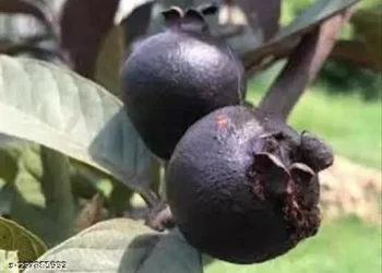 Black Guava : నల్లజామ పండుతో ఇన్నీ ఉపయోగలా..!