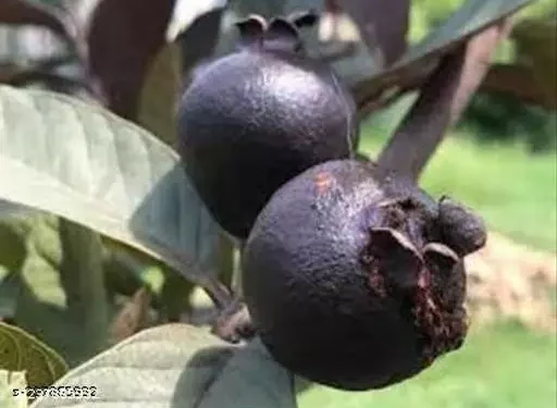 Black Guava : నల్లజామ పండుతో ఇన్నీ ఉపయోగలా..!