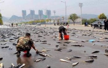 Rain of Fish : ఆ ఊర్లో కురుస్తున్న చేపల వర్షం.. ఆందోళనలో ప్రజలు.. 