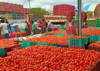 Tomato Magic : టమాటా పండించి జాక్ పాట్ కొట్టిన రైతు.. ఎలాగంటే..
