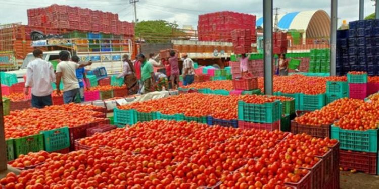 Tomato Magic : టమాటా పండించి జాక్ పాట్ కొట్టిన రైతు.. ఎలాగంటే..