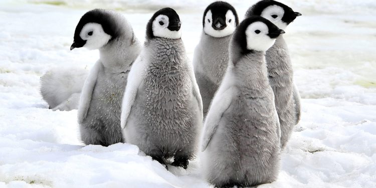 Penguins : అంటార్కిటికాలో పదివేల పెంగ్విన్ ల మరణం దేనికి సూచనా..