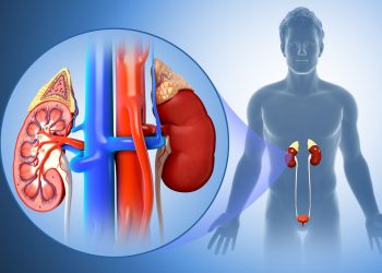 Kidney Health Precautions : కిడ్నీలు ఆరోగ్యంగా ఉండాలంటే ఈ ఆహారం ముఖ్యం…