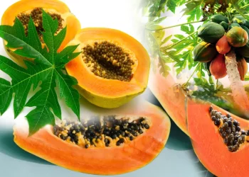 Papaya : బొప్పాయి పండు తిన్న తర్వాత తినకూడని పదార్థాలు ఇవే.. తిన్నారో అయిపోయారే..
