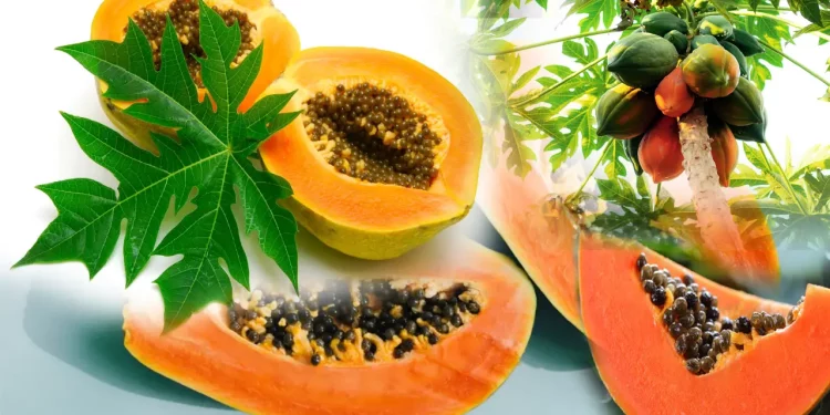 Papaya : బొప్పాయి పండు తిన్న తర్వాత తినకూడని పదార్థాలు ఇవే.. తిన్నారో అయిపోయారే..