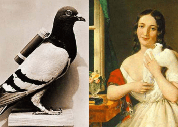 Pigeon : రాజుల కాలంలో పావురాలతోనే ఉత్తరాలను ఎందుకు పంపేవారో తెలుసా..?