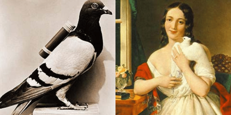 Pigeon : రాజుల కాలంలో పావురాలతోనే ఉత్తరాలను ఎందుకు పంపేవారో తెలుసా..?