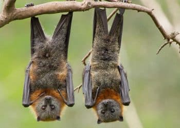 What Happens when Bats enter the House : గబ్బిలాలు ఇంట్లోకి వస్తే శుభమా..అశుభమా..!