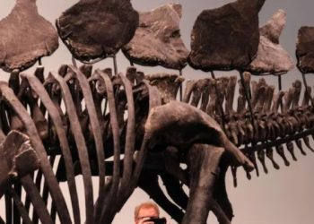 Dinosaur Fossil Auction: అరుదైన డైనోసార్ శిలాజం రికార్డు ధరకు విక్రయం: కోట్లాది రూపాయల వెనక ఉన్న రహస్యం ఏమిటి?