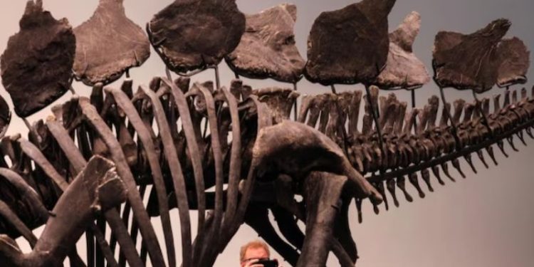 Dinosaur Fossil Auction: అరుదైన డైనోసార్ శిలాజం రికార్డు ధరకు విక్రయం: కోట్లాది రూపాయల వెనక ఉన్న రహస్యం ఏమిటి?