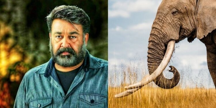 Mohan Lal: ఏనుగు దంతాల కేసులో మోహన్లాల్కు ఎదురుదెబ్బ.. ఐవరీ ఓనర్షిప్ రద్దు చేసిన కేరళ హైకోర్టు