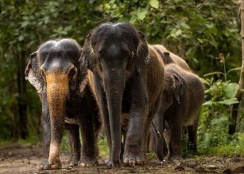 Vantara: అనంత్ అంబానీ ‘వంతారా’ అభయారణ్యం రహస్యాలు.. జియోహాట్‌స్టార్‌లో అద్భుతమైన డాక్యుమెంటరీ